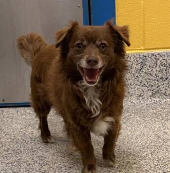 Chihuahua and Mini Aussie Dogs Available for Adoption in Golden, Colorado - Sargento | PetCurious