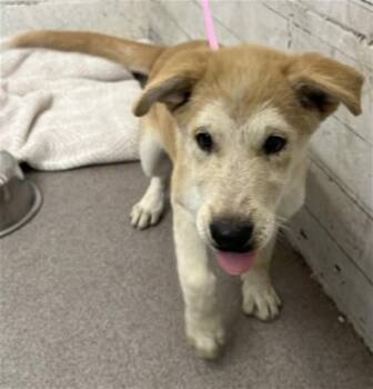 DOTTIE -  German Shepherd Dog Dog for Adoption in San Bernardino, California - DOTTIE | PetCurious