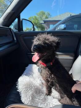 Aughra -  Poodle Dog for Adoption in Carson City, Nevada - Aughra | PetCurious