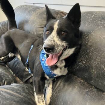 Rescue Australian Cattle Dog Blue Heeler and Siberian Husky Dogs for Adoption in Murray, Utah - Buddy | PetCurious