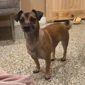 BENTLEY -  Chihuahua and Dachshund Dog for Adoption in Tipton, Indiana - BENTLEY | PetCurious