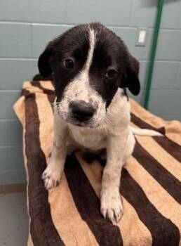 Great Pyrenees and Mixed Breed Dogs Available for Adoption in Kansas City, Missouri - Deet | PetCurious