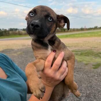 Nimbo -  Mixed Breed Dog Available for Adoption in Buffalo, Minnesota - Nimbo | PetCurious