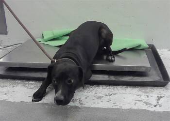 MIKEY -  Dachshund and Mixed Breed Dog for Adoption in Houston, Texas - MIKEY | PetCurious
