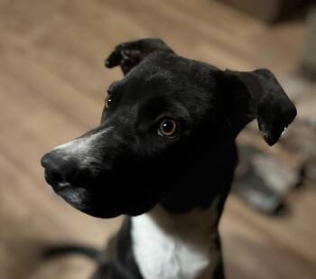 Rescue Australian Kelpie Dogs for Adoption in Spring, Texas - Wags | PetCurious