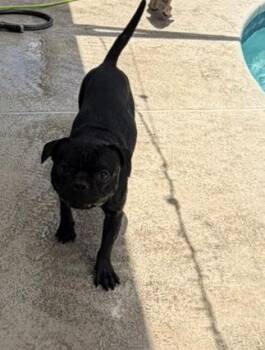 Cody -  French Bulldog and Pug Dog for Adoption in Deltona, Florida - Cody | PetCurious