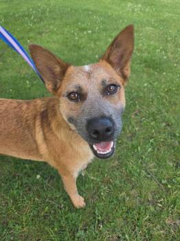 Bones $475 -  Australian Cattle Dog Blue Heeler Dog for Adoption in West Milwaukee, Wisconsin - Bones $475 | PetCurious