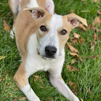 Rescue Pharaoh Hound and Mixed Breed Dogs for Adoption in Decorah, Iowa - Pauline | PetCurious