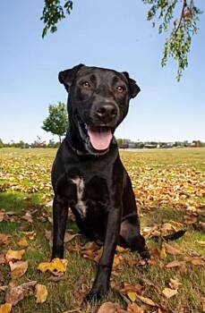EBONY - STUNNING GIRL -  Labrador Retriever and Great Dane Dog for Adoption - EBONY - STUNNING GIRL | PetCurious