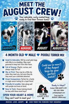 August Crew -  Poodle and Terrier Dog for Adoption in York, Nebraska - August Crew | PetCurious