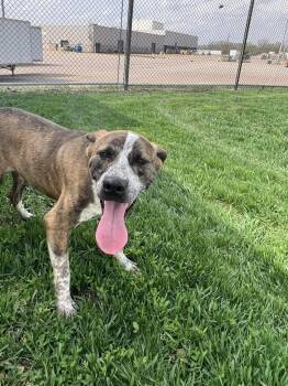 Mixed Breed Dogs Available for Adoption in Davenport, Iowa - Wyatt | PetCurious
