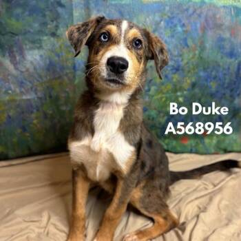 BO DUKE -  Australian Shepherd Dog for Adoption - BO DUKE | PetCurious