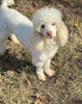 Rescue Poodle Dogs for Adoption in Sandy Springs, Georgia - Cinna | PetCurious