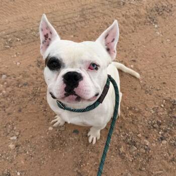 Hugh Hammer -  French Bulldog and Mixed Breed Dog for Adoption in Kanab, Utah - Hugh Hammer | PetCurious