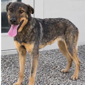 Seven 8326 -  Shepherd and Mixed Breed Dog for Adoption in Loxahatchee Groves, Florida - Seven 8326 | PetCurious
