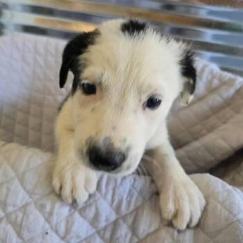 Rescue Great Pyrenees and Mixed Breed Dogs for Adoption in Ferndale, Michigan - Waylon | PetCurious