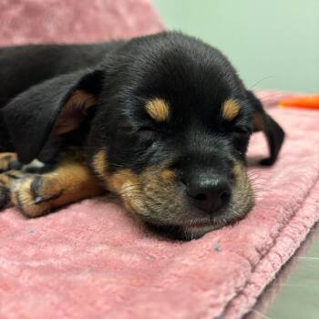 Horton -  Chihuahua Dog for Adoption in Jasper, Indiana - Horton | PetCurious