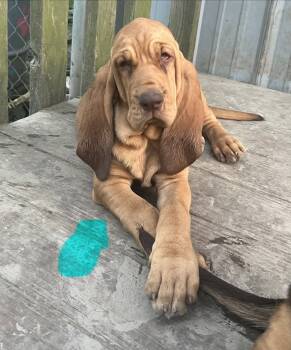 light Blue -  Bloodhound Dog for Sale in Trenton, Georgia - Light Blue | PetCurious
