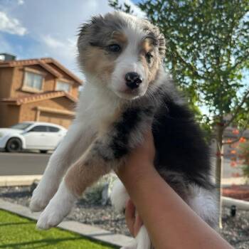 Layla -  Australian Shepherd Dog for Adoption in Phoenix, Arizona - Layla | PetCurious