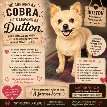 Dutton -  Pomeranian and Chihuahua Dog for Adoption in Yukon, Oklahoma - Dutton | PetCurious