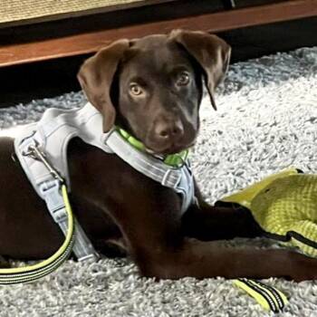Labrador Retriever Dogs Available for Adoption in Des Moines, Iowa - Scout | PetCurious