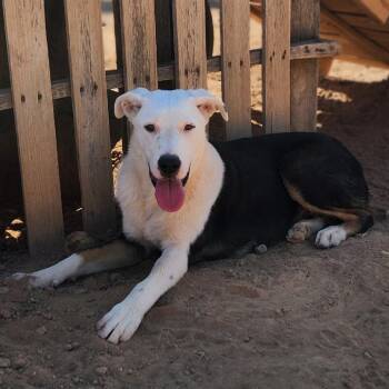 Mixed Breed Dogs Available for Adoption in Casa Grande, Arizona - Skippy | PetCurious