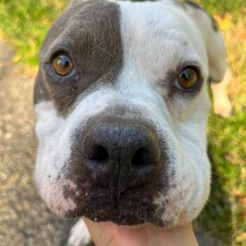 Rescue American Bully Dogs for Adoption in Colonial Heights, Virginia - Nyla The Unicorn | PetCurious
