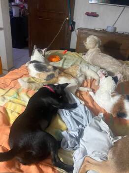 Dolly -  Chihuahua Dog for Adoption in Gig Harbor, Washington - Dolly | PetCurious