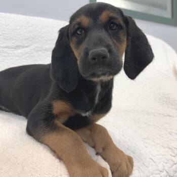 Cinnamon Twist -  Mixed Breed Dog for Adoption in Park City, Utah - Cinnamon Twist | PetCurious