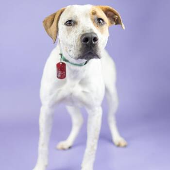 Hound and Cattle Dog Dogs Available for Adoption in Portland, Oregon - Roamy | PetCurious