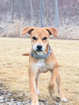 Chihuahua and Australian Cattle Dog Blue Heeler Dogs Available for Adoption in Waupun, Wisconsin - Sadie | PetCurious