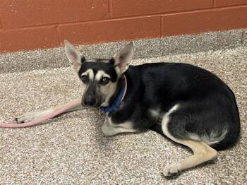 LUCILLE -  German Shepherd Dog and Mixed Breed Dog for Adoption in Pueblo, Colorado - LUCILLE | PetCurious