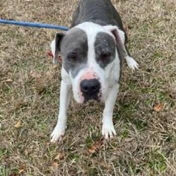 Pit Bull Terrier Dogs Available for Adoption - Dozier | PetCurious