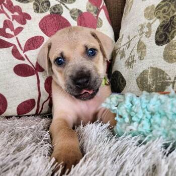 Hound and Labrador Retriever Dogs Available for Adoption - Cosmo Space | PetCurious