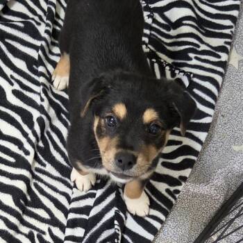 Saraya -  Chihuahua and Mixed Breed Dog for Adoption in Redmond, Washington - Saraya | PetCurious