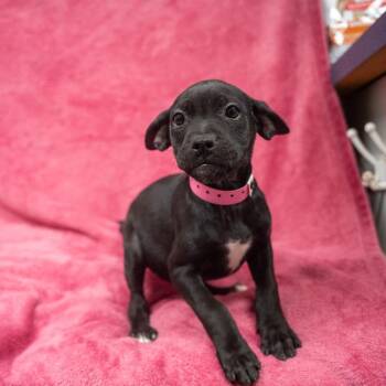 Virgo -  Hound and Mixed Breed Dog for Adoption in Pawling, New York - Virgo | PetCurious
