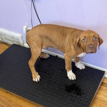 Big Brown -  Mastiff Dog for Adoption in Northbrook, Illinois - Big Brown | PetCurious