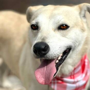 Labrador Retriever and Mixed Breed Dogs Available for Adoption - Tito | PetCurious