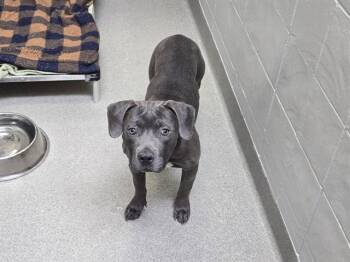 Labrador Retriever and Mixed Breed Dogs Available for Adoption in Omaha, Nebraska - GALA | PetCurious