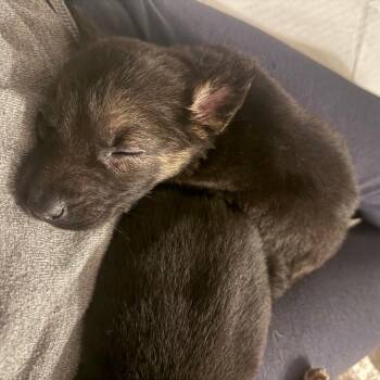 German Shepherd Dog and Mixed Breed Dogs Available for Adoption - Ruger | PetCurious