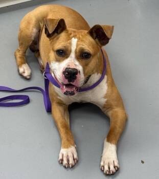 Boxer and Terrier Dogs Available for Adoption - Thaddeus | PetCurious