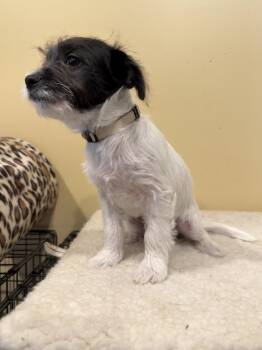 Elfie * -  Chihuahua and Terrier Dog for Adoption in West Palm Beach, Florida - Elfie * | PetCurious