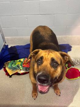 Hank -  Rottweiler Dog for Adoption in Bloomington, Indiana - Hank | PetCurious
