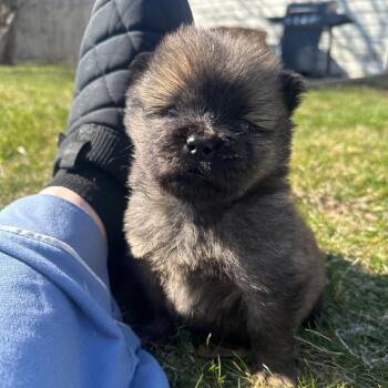 Chow Chow Dogs Available for Adoption in Madison, Wisconsin - Lizzie | PetCurious