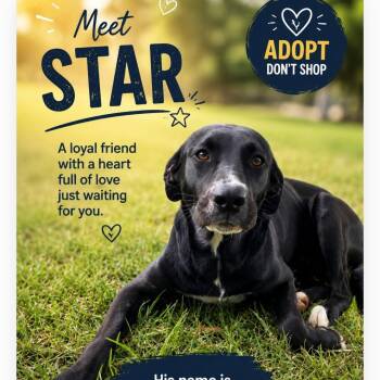 Star -  Labrador Retriever Dog for Adoption in Hampton, Virginia - Star | PetCurious
