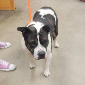 YORK-Stray-16022 -  Pit Bull Terrier Dog for Adoption in York, Pennsylvania - YORK-Stray-16022 | PetCurious