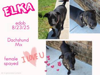 Dachshund Dogs Available for Adoption in Missouri City, Texas - Elka MD14429-T | PetCurious