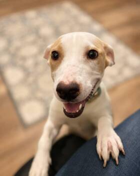 Scarlet -  Labrador Retriever and Beagle Dog for Adoption in Union Grove, Wisconsin - Scarlet | PetCurious