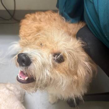 Bucky -  Poodle and Mixed Breed Dog for Adoption in Charlottesville, Virginia - Bucky | PetCurious