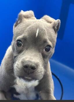 Mixed Breed Dogs Available for Adoption in Dallas, Texas - BUCKLE | PetCurious